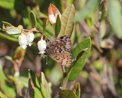 Callophrys lanoraieensis