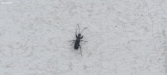 Scudderocoris albomarginatus