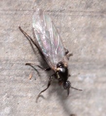 Scatopse notata