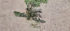 Sonchus oleraceus