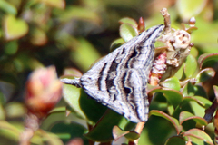Dichromodes consignata