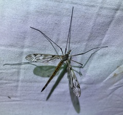 Tipula longiventris