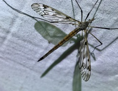 Tipula longiventris