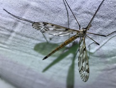 Tipula longiventris