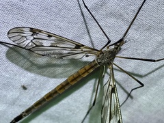 Tipula longiventris