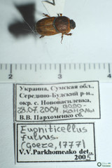 Euoniticellus fulvus