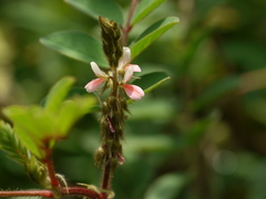Indigofera astragalina