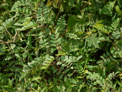 Indigofera astragalina