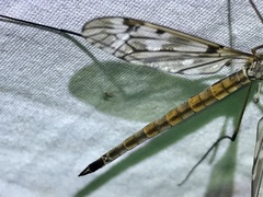 Tipula longiventris