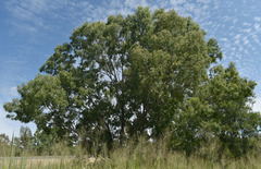 Eucalyptus raveretiana