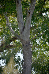 Eucalyptus raveretiana