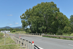 Eucalyptus raveretiana