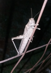 Anacridium aegyptium