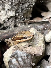 Alsophis rufiventris