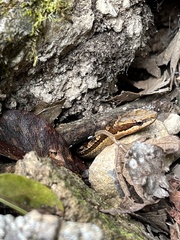 Alsophis rufiventris