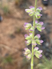 Syncolostemon canescens