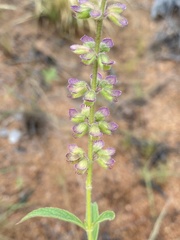 Syncolostemon canescens
