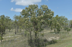 Corymbia erythrophloia