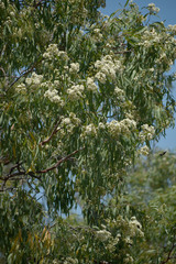 Corymbia erythrophloia