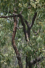 Corymbia erythrophloia