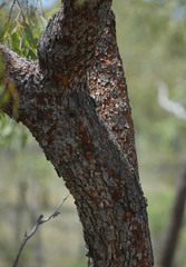 Corymbia erythrophloia