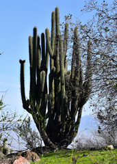 Trichocereus chiloensis