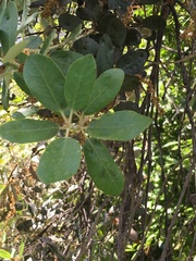 Quercus