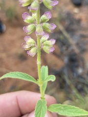 Syncolostemon canescens