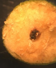 Halleria lucida