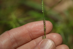 Setaria distans