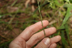 Setaria distans