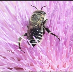 Lithurgopsis gibbosa