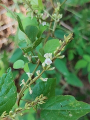 Faboideae