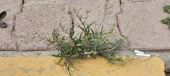 Sisymbrium irio