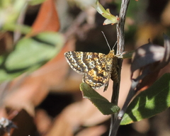 Epelis truncataria
