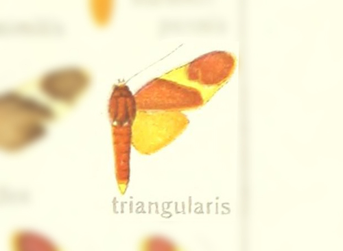 Paranerita triangularis