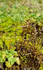 Bryum radiculosum