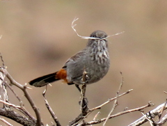 Curruca subcoerulea subcoerulea