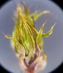 Bryum radiculosum