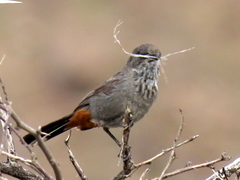 Curruca subcoerulea subcoerulea