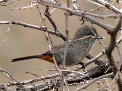 Curruca subcoerulea subcoerulea