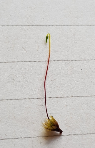 Image of Bryum radiculosum by (c) Helen Waterman, some rights reserved (CC BY)