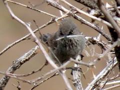 Curruca subcoerulea subcoerulea