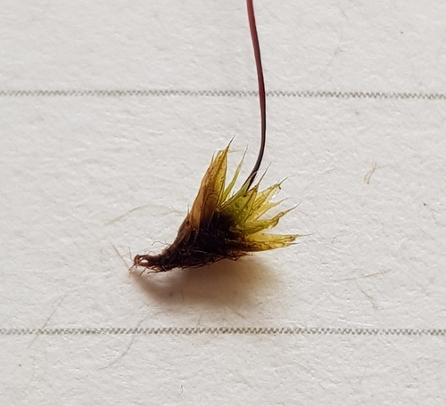 Image of Bryum radiculosum by (c) Helen Waterman, some rights reserved (CC BY)