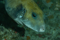 Arothron caeruleopunctatus