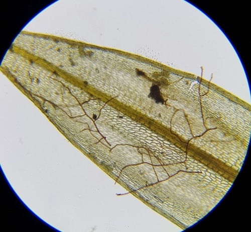 Image of Bryum radiculosum by (c) Helen Waterman, some rights reserved (CC BY)