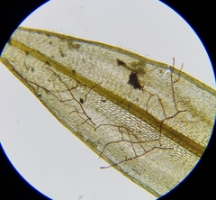 Bryum radiculosum