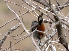 Curruca subcoerulea subcoerulea