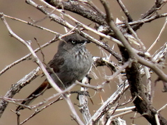 Curruca subcoerulea subcoerulea