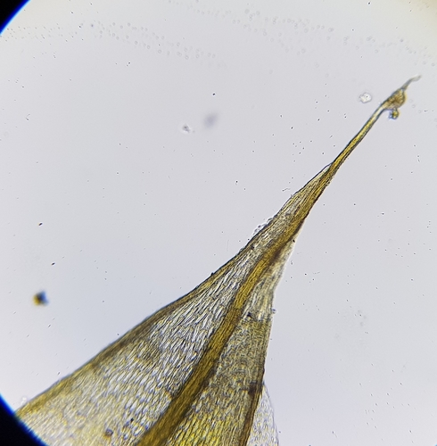 Image of Bryum radiculosum by (c) Helen Waterman, some rights reserved (CC BY)